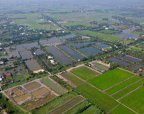 Người dân TP.HCM căn cứ danh mục 27 loại cây trồng lâu năm để chuyển đổi từ đất trồng lúa