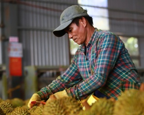 Siết gian lận, chặn trốn thuế giữa cao điểm thu hoạch sầu riêng