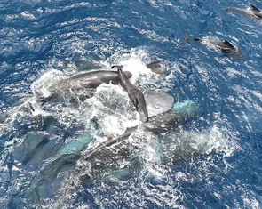 Clip hiếm: Đàn cá nhà táng hợp lực 'đỡ đẻ', nâng cá con lên mặt nước