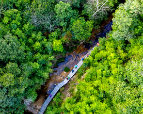 Việt Nam nhận khoảng 1.900 tỉ đồng để chi trả cho nỗ lực giảm phát thải từ rừng