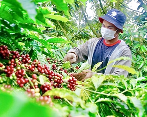 Định nghĩa lại cà phê Robusta Việt Nam, chuyển từ bán sản lượng sang bán giá trị