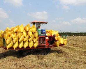 Nông dân miền Tây xoay xở với chi phí tăng