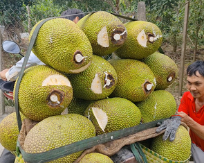 Giá mít Thái 'chạm đáy', nhà vườn miền Tây xoay xở đủ đường để gỡ gạc