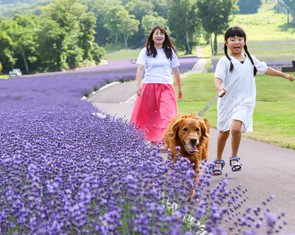 Khám phá mùa hoa rực rỡ tại vùng Kanto, Nhật Bản