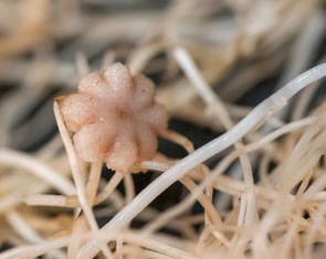 Bất ngờ đậu có thể sống, ra hoa và tạo hạt trong đất Mặt trăng