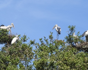 Đồng Tháp mạnh tay xử lý nạn săn bắt động vật hoang dã, bắt thủy sản bằng điện