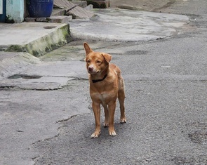 Tây Ninh ghi nhận người thứ 7 chết nghi do bệnh dại, còn 85% chó mèo chưa tiêm phòng