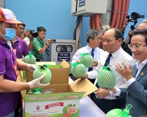 Bưởi da xanh chính thức vào thị trường Úc, Việt Nam kỳ vọng 'thắng lớn' với loại quả này