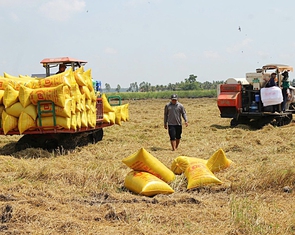 Gạo Việt đang 'bỏ rơi' thị trường thuế suất 0%?