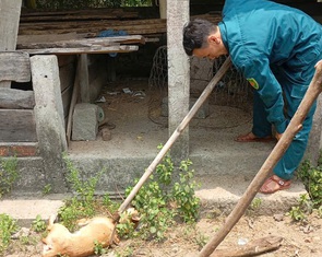 Nguy cơ dịch dại từ vụ chó cắn 4 người, Quảng Ngãi siết quản lý vật nuôi