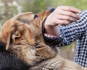 Con chó nghi bị bệnh dại cắn nhiều người, cắn chết 4 chó con, phường Phước Thắng khoanh vùng xử lý