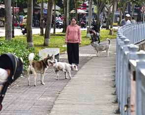 Chó thả rông chạy khắp cầu thang chung cư
