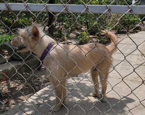 Một người đàn ông bán thịt chó ở Đồng Tháp chết do mắc bệnh dại