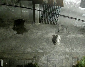 Chủ nuôi chó không biết ngượng thì phải xử lý, chứ sao kêu gọi mãi?