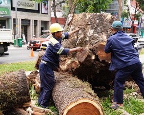 Đốn hạ cây ở công viên Lê Văn Tám và 15 cây xanh trên đường phố TP.HCM, công ty cây xanh nói gì?
