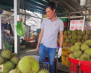 Giá sầu riêng Ri6 giảm mạnh, do đụng hàng Thái Lan hay vì khách mua Trung Quốc?