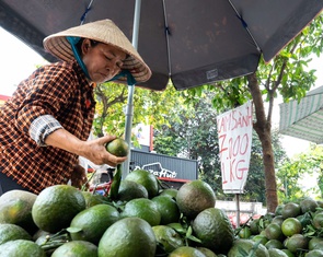 Nền nông nghiệp Việt không thể vận hành bằng may rủi