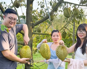 Sầu riêng ở đất đảo Phú Quốc giá cao, hút hàng
