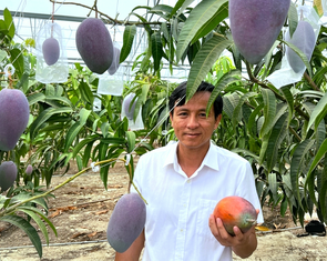 Trồng xoài Nhật trên đất thép Củ Chi: Hành trình nhiều năm đưa ‘trứng mặt trời’ bén rễ ở TP.HCM