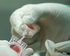 Trung Quốc đưa 'phôi nhân tạo' lên vũ trụ, nghiên cứu việc sinh con ngoài Trái đất