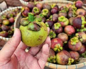 Măng cụt Lái Thiêu - di sản nông nghiệp trăm năm của siêu đô thị mới