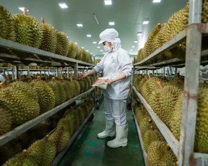 Cập nhật tư duy cũ về sầu riêng