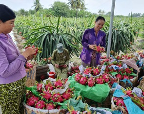 Thanh long rớt giá, nhà vườn miền Tây thua lỗ