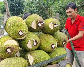 Mít rớt giá kéo dài, nhà vườn miền Tây trắng tay