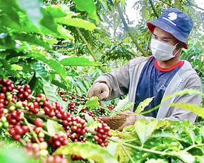 Nông dân trồng cà phê Tây Nguyên được trả bảo hiểm vì mưa lớn