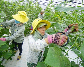 Làm nông thời công nghệ: nhìn trời, nhìn đất và... lo hết pin