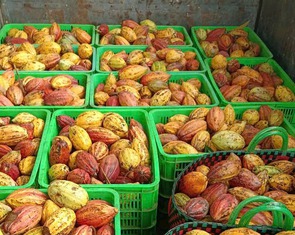 Tái sinh vỏ ca cao