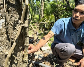 Những cây hồ tiêu 'khủng' ở xứ Tiên