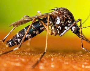 Chưa vào mùa cao điểm, Đồng Nai ghi nhận sốt xuất huyết Dengue gia tăng