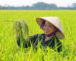 Sẽ mở rộng sản xuất lúa giảm phát thải trên quy mô toàn quốc