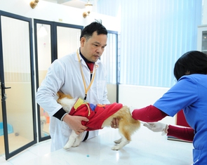 Đề nghị không bãi bỏ điều kiện kinh doanh dịch vụ xét nghiệm, tiêm phòng, chữa bệnh động vật