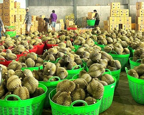 Sầu riêng xuất khẩu lại bị ách tắc kiểm nghiệm, Bộ Nông nghiệp và Môi trường chỉ đạo nóng