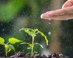 Thực vật toàn cầu đối mặt nguy cơ tuyệt chủng hàng loạt