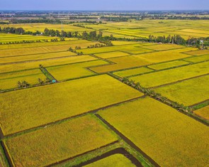 Nông nghiệp Việt Nam trước ngã rẽ mới