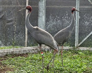Đề nghị sân bay Tân Sơn Nhất tạo điều kiện đón 6 con sếu đầu đỏ nhanh chóng, an toàn nhất