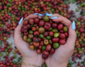 Giải mã ‘bài toán khó’ EUDR bằng bản đồ số cà phê Đắk Lắk