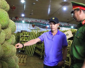 Người trồng sầu riêng Đắk Lắk tố doanh nghiệp nhận hàng chục tấn rồi nợ tiền cả năm