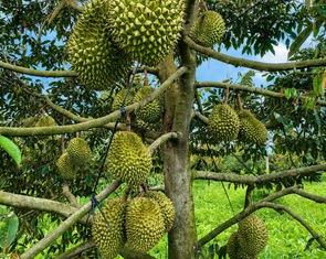 Vĩnh Long đối mặt nguy cơ xâm nhập mặn sớm từ giữa tháng 11