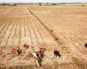 Dự báo El Nino rất mạnh, đề nghị xây dựng kế hoạch ứng phó theo kịch bản rủi ro rất cao