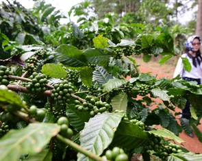 Tại sao giá cà phê liên tục giảm sau khi lên 96.000 đồng/kg?