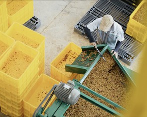 Lên men cà phê: Ở đâu, khi nào và vì sao?