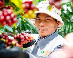 Robusta Việt cần 'hộ chiếu' dữ liệu để chinh phục thị trường quốc tế