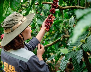 Mời bạn đọc tham gia workshop 'Nâng giá trị Robusta từ dữ liệu canh tác'