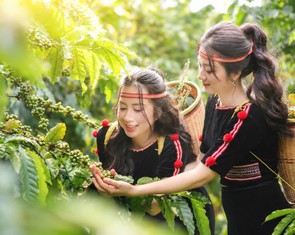 Nông dân Đắk Lắk hào hứng với Workshop 'Nâng giá trị Robusta từ dữ liệu canh tác'