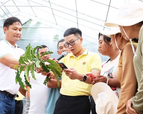 Ra vườn cà phê, nông dân 'soi bệnh' bằng app