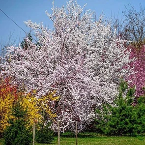 Bài tham dự sân chơi viết Chuyến xe mùa xuân: Ngả màu xuân